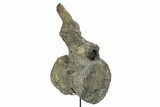Fossil Sauropod Caudal Vertebra with Metal Stand - Colorado #335457-2